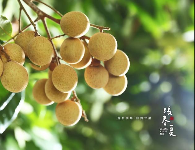 "預購" 產銷履歷 - 帶殼龍眼乾 (魁圓/大顆) 3